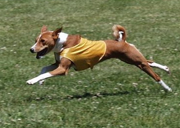 Rio Coursing